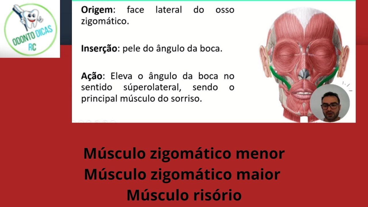 Músculos da mímica facial: zigomático menor, zigomático maior e risório. Odonto Dicas RC