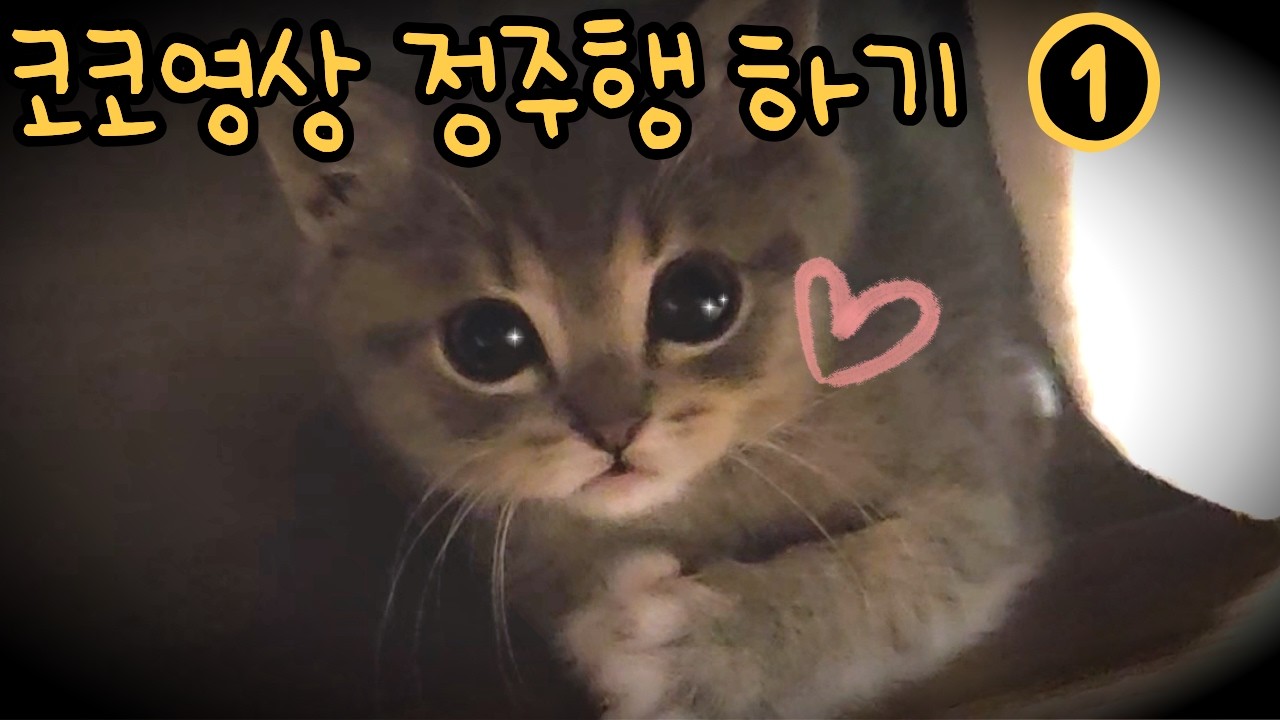 고양이 모음 영상 | 아기  고양이 코코 성장일기 정주행 하기