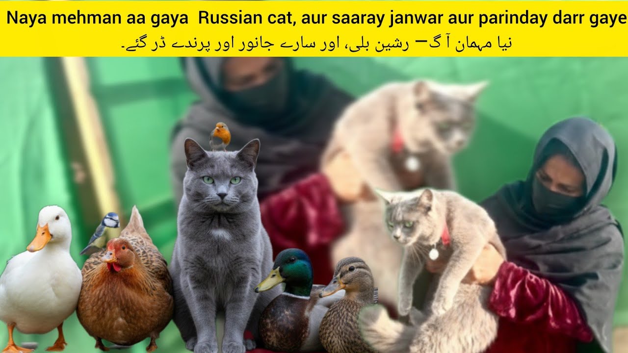 Naya mehman aa gaya  Russian cat, aur saaray janwar aur parinday darr gayeنیا مہمان آ 