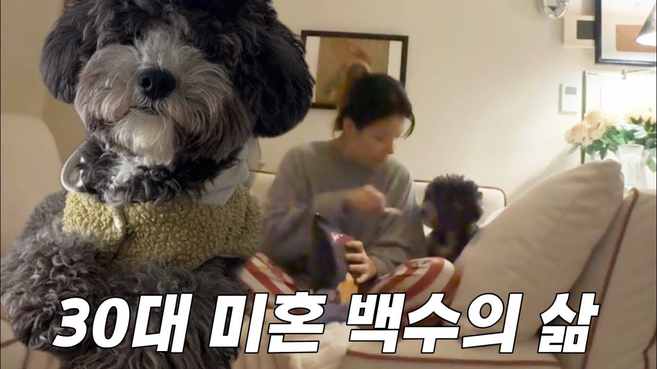 직업만 5번째 바꾸고 강제 백수의 개뒷바라지 브이로그