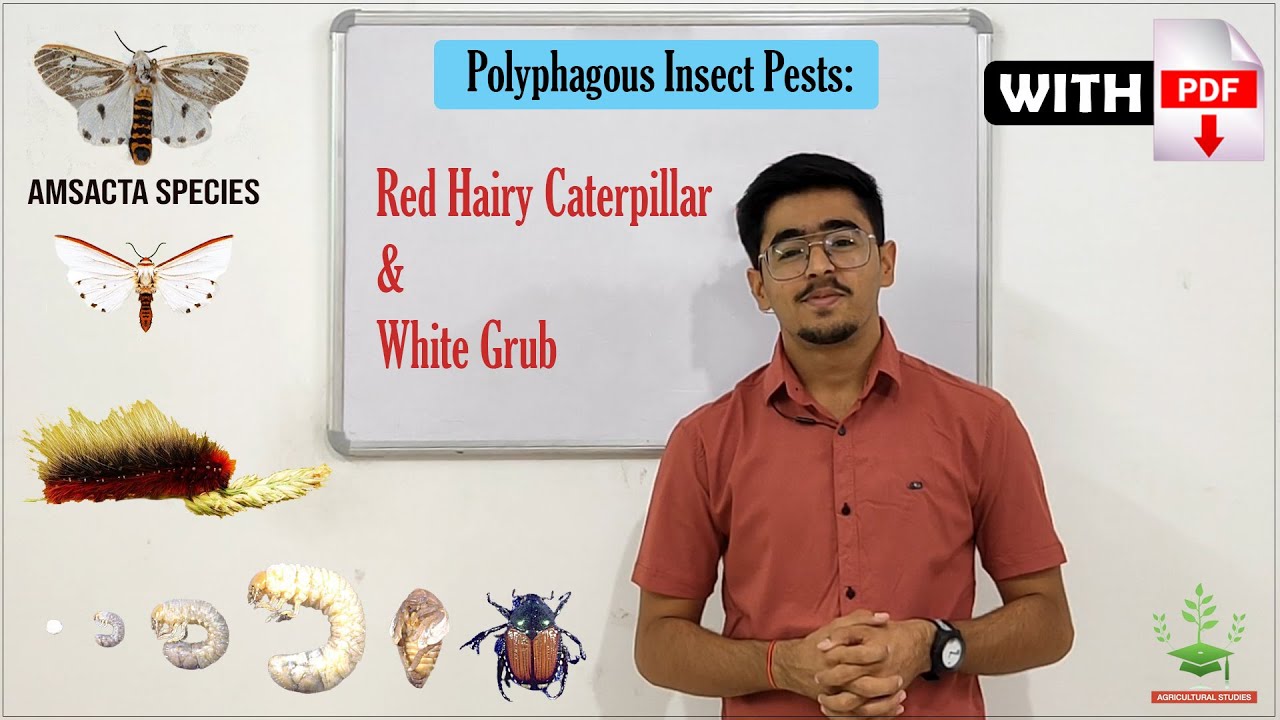 Polyphagous insect pests: RED HAIRY CATERPILLAR & WHITE GRUB ENTO 311