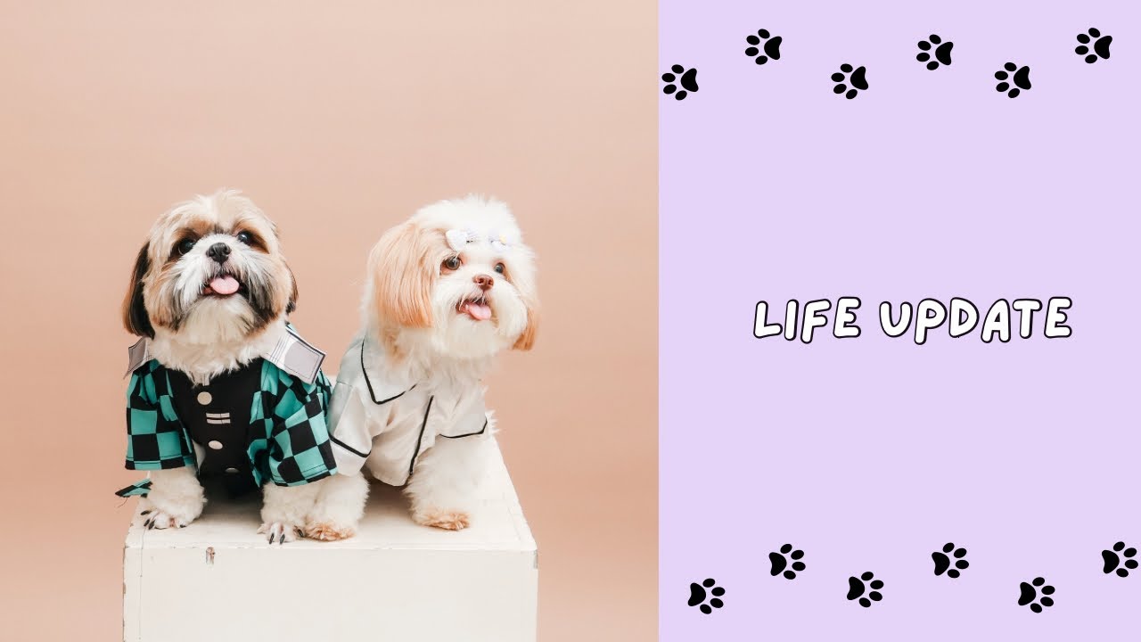 Photoshoot + Life Update 🐶🐾 Mini Vlog