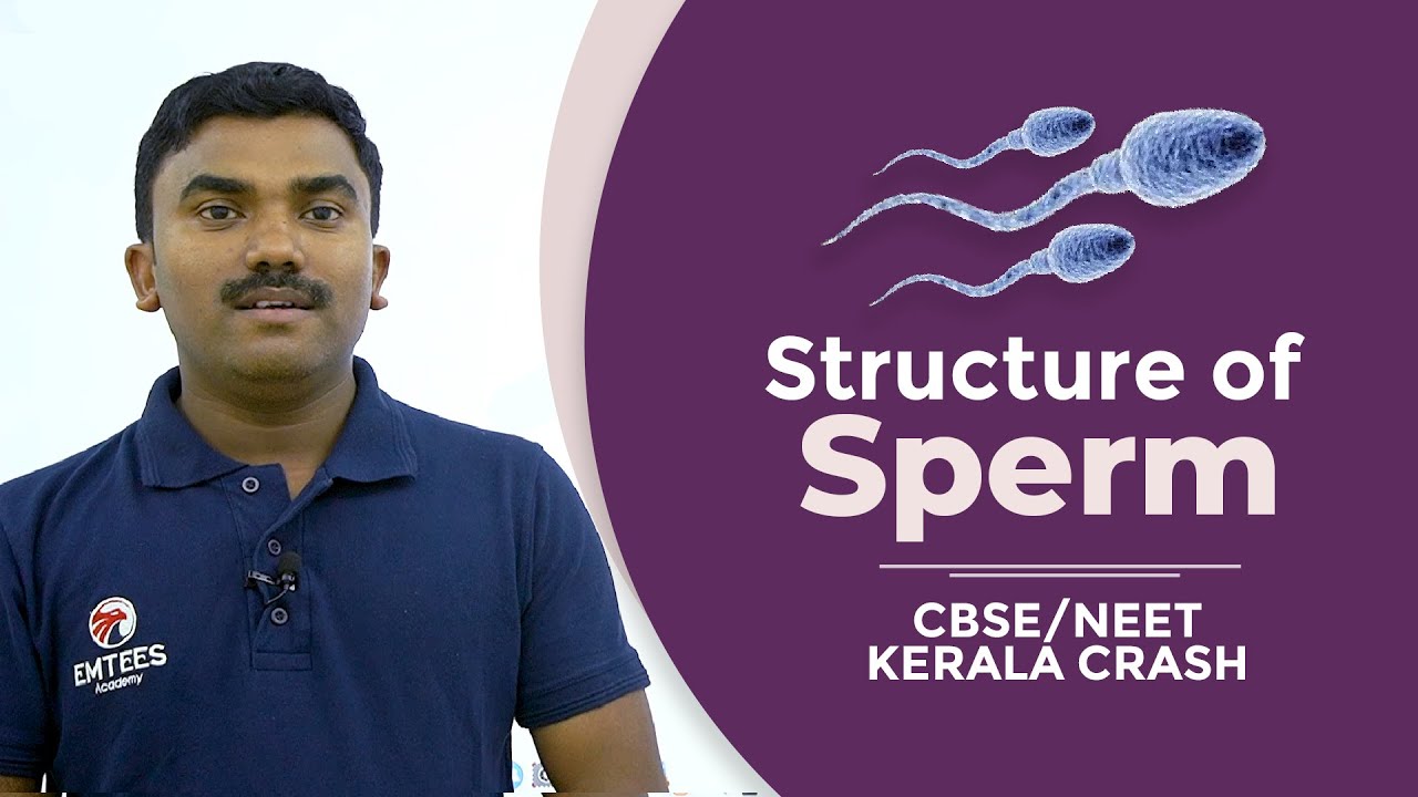 Structure of Sperm | CBSE/NEET KERALA CRASH | EMTEES ACADEMY