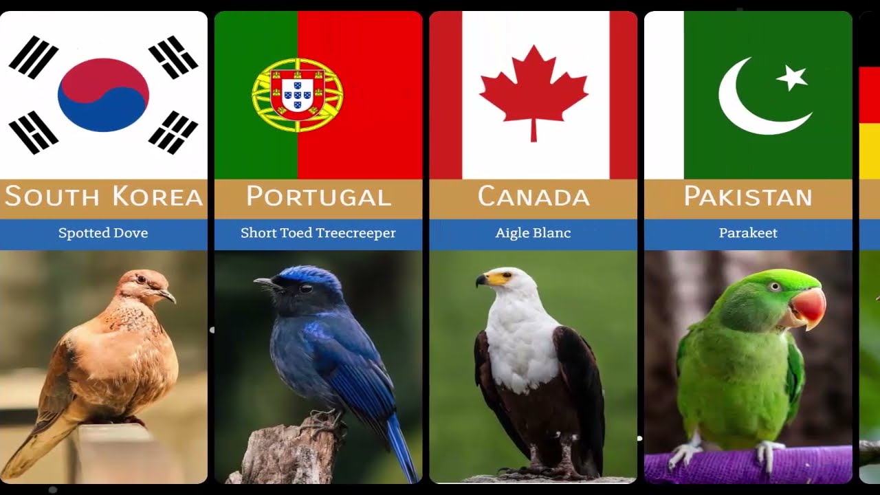 Birds From Different Countries