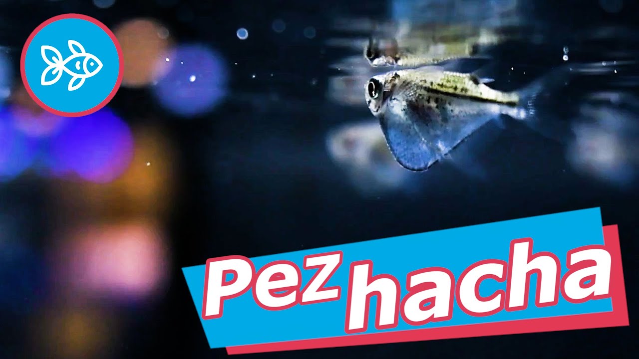 Pez HACHA · Americanos de AGUA DULCE 🪓
