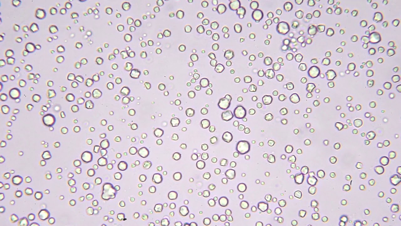 Brownian Motion