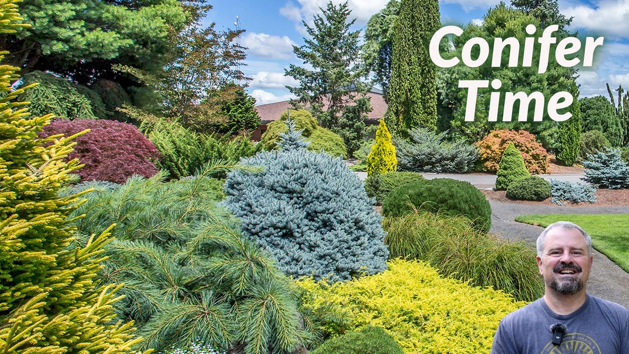 Over 50!! Great Conifers for Year-Round Garden Interest