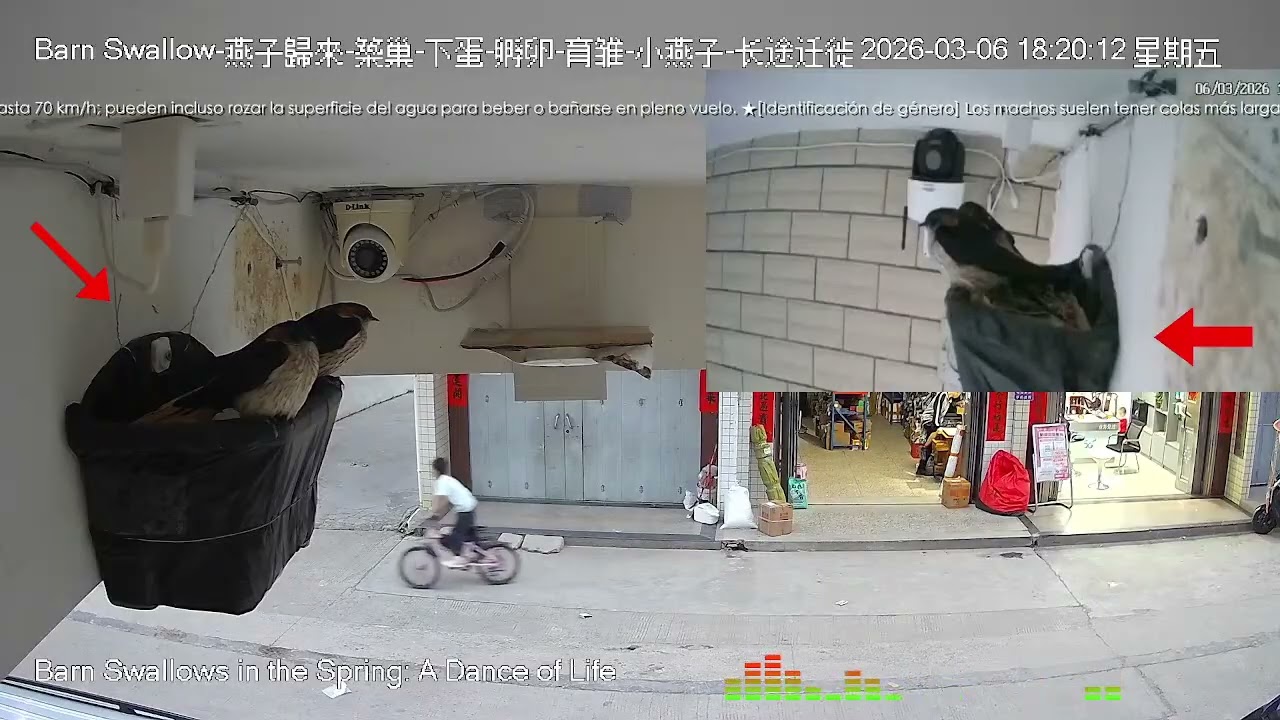 🔴 春天來了，燕子熬過寒冷的冬天，這幾隻燕子又要忙碌 築巢繁殖 。期待這幾隻燕子回歸繁殖季！ 🌍 Barn Swallow