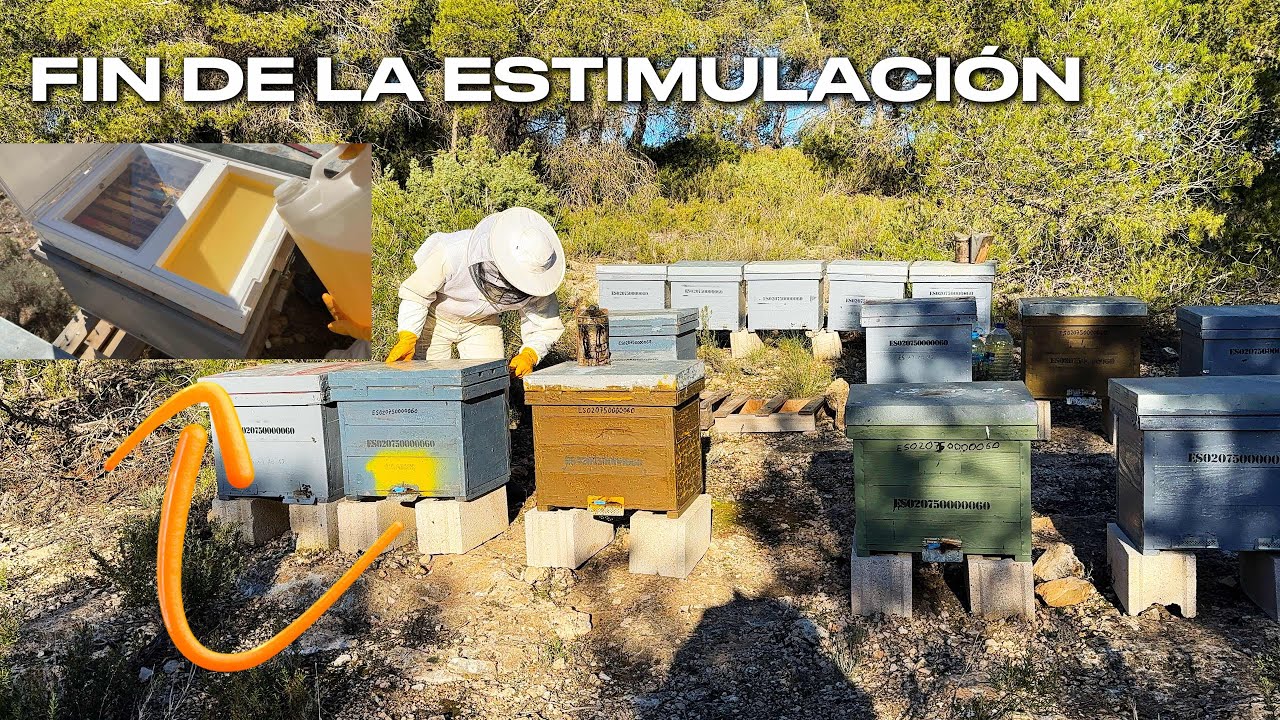 🐝 Estimulación de colmenas antes del almendro 🌸 ¡Así responden!
