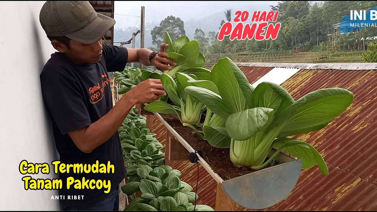 cara tanam pakcoy di halaman rumah dari biji sampai panen | Hasilnya luar biasa !!