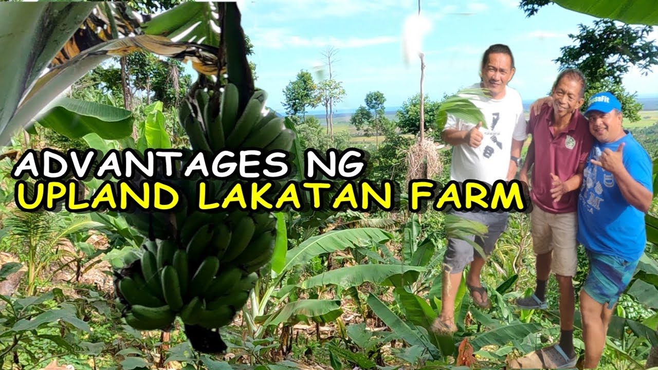 UPLAND LAKATAN FARM TOUR:Mga Advantage ng Upland Lakatan Farm
