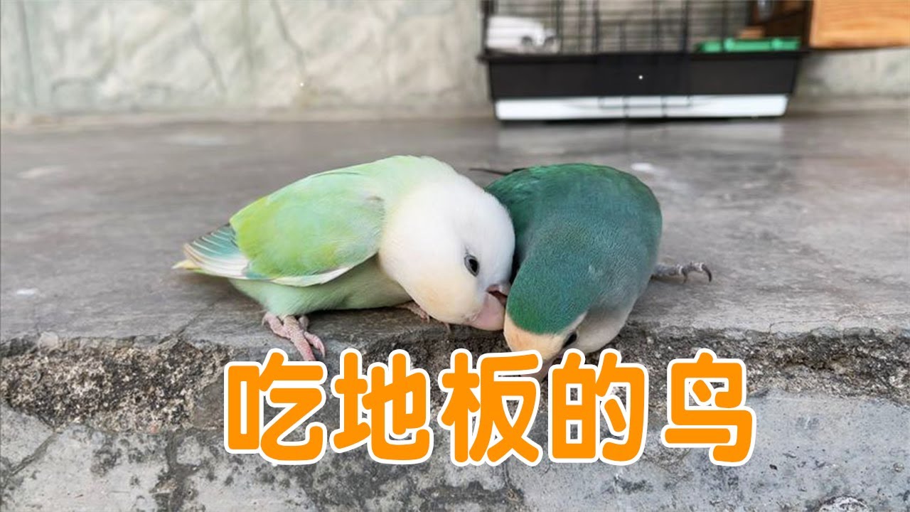 看看牡丹鹦鹉嘴巴有多厉害，地板都拆来吃，太可爱【叁伍萌宠】