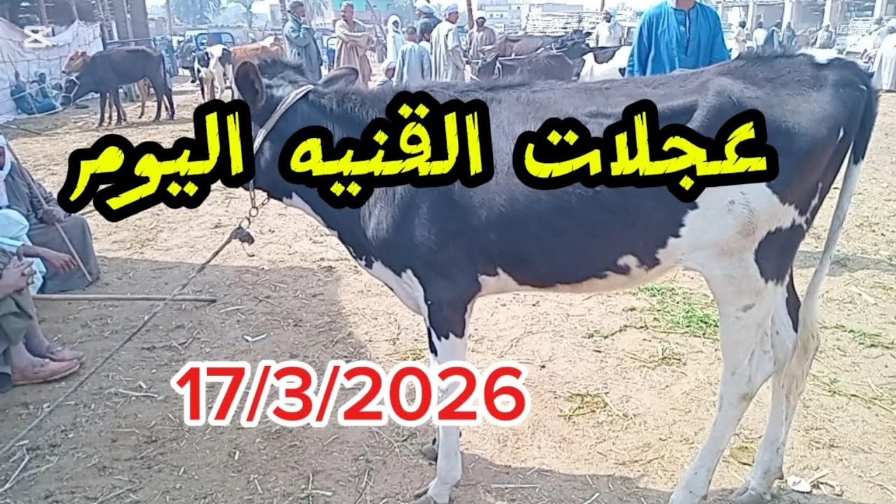 اسعارعجلات القنيه داخل سوق دراو ١٧ مارس ٢٠٢٦