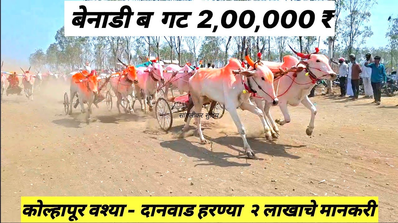 बेनाडी 2,00,000 ब गट | 1 कोल्हापूर वश्या- दानवाड हरण्या 2 आष्टा नाग्या -वश्या 3 तळदगे KTM-पापा डवरी 