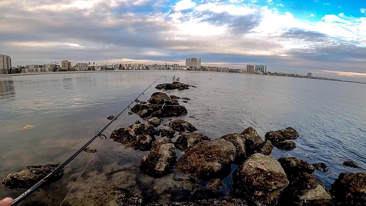 Super Low Tide fishing in Long Beach CA, Alamitos Beach Jetty 1/31/2022