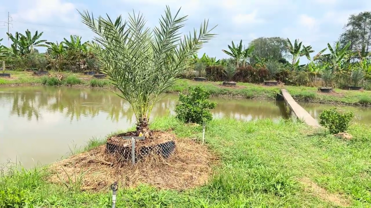 Vườn cha la 2 nam tuổi tại Lai Vung Đồng Tháp (cay giống liên hệ 0945707848) 