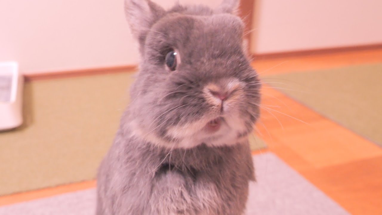 飼い主を「大きいうさぎ」と思ってるのか「うさぎ語」で必死に話しかけてくるミミが可愛かった【No.1656】