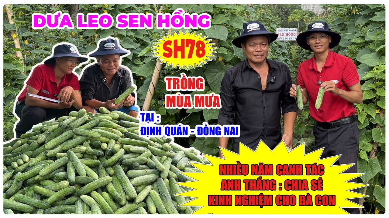 DƯA LEO SEN HỒNG SH78 TẠI ĐỊNH QUÁN ĐỒNG NAI , ANH THẮNG CHIA SẺ CÁCH LÀM HIỆU QUẢ CHO BÀ CON