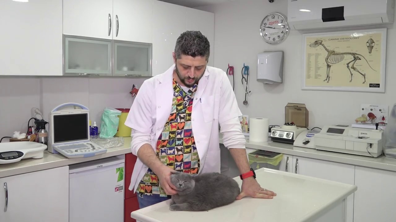 Erkek Kedi Kısırlaştırması Hakkında Bilinmesi Gerekenler