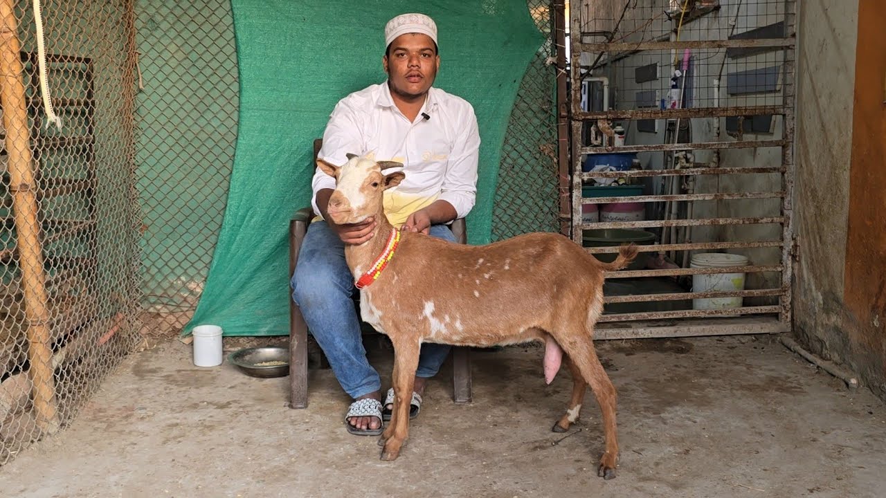 Dhamaka offer on Barbari and Beetal at National Goat farm Yeola Maharashtra 