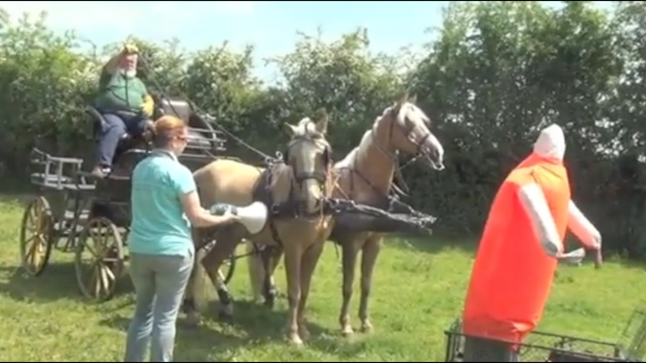 Representing: The Palomino Morgan Geldings in The Arena