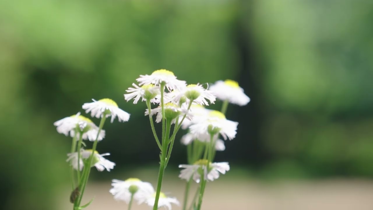 成城学園の自然ー鳥の声ー