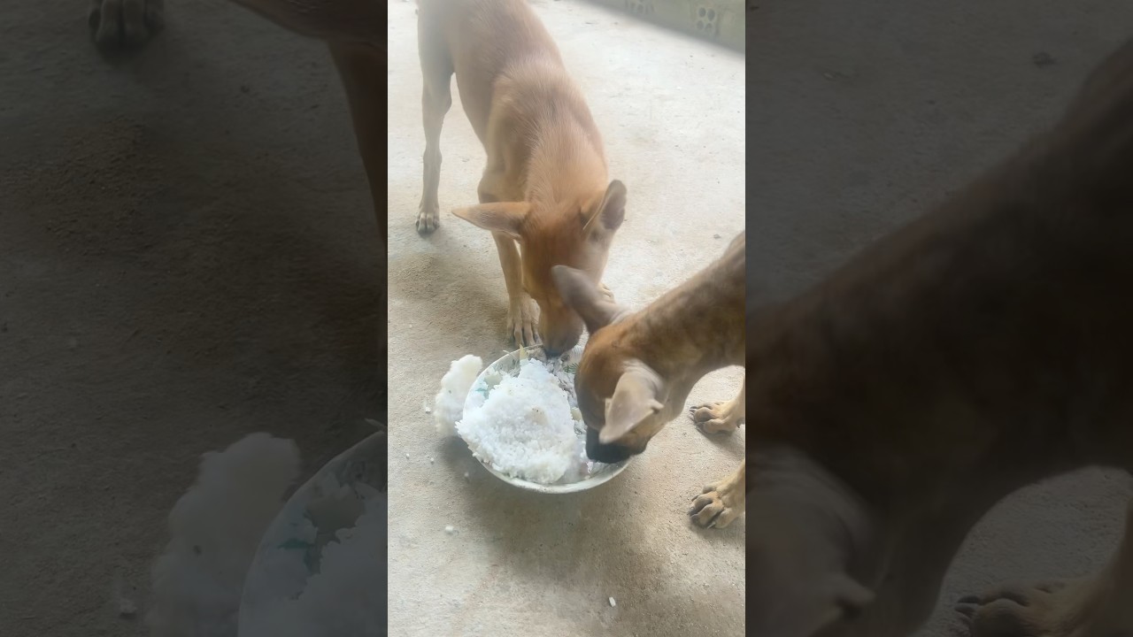 Плохой корм для собак #dogfood