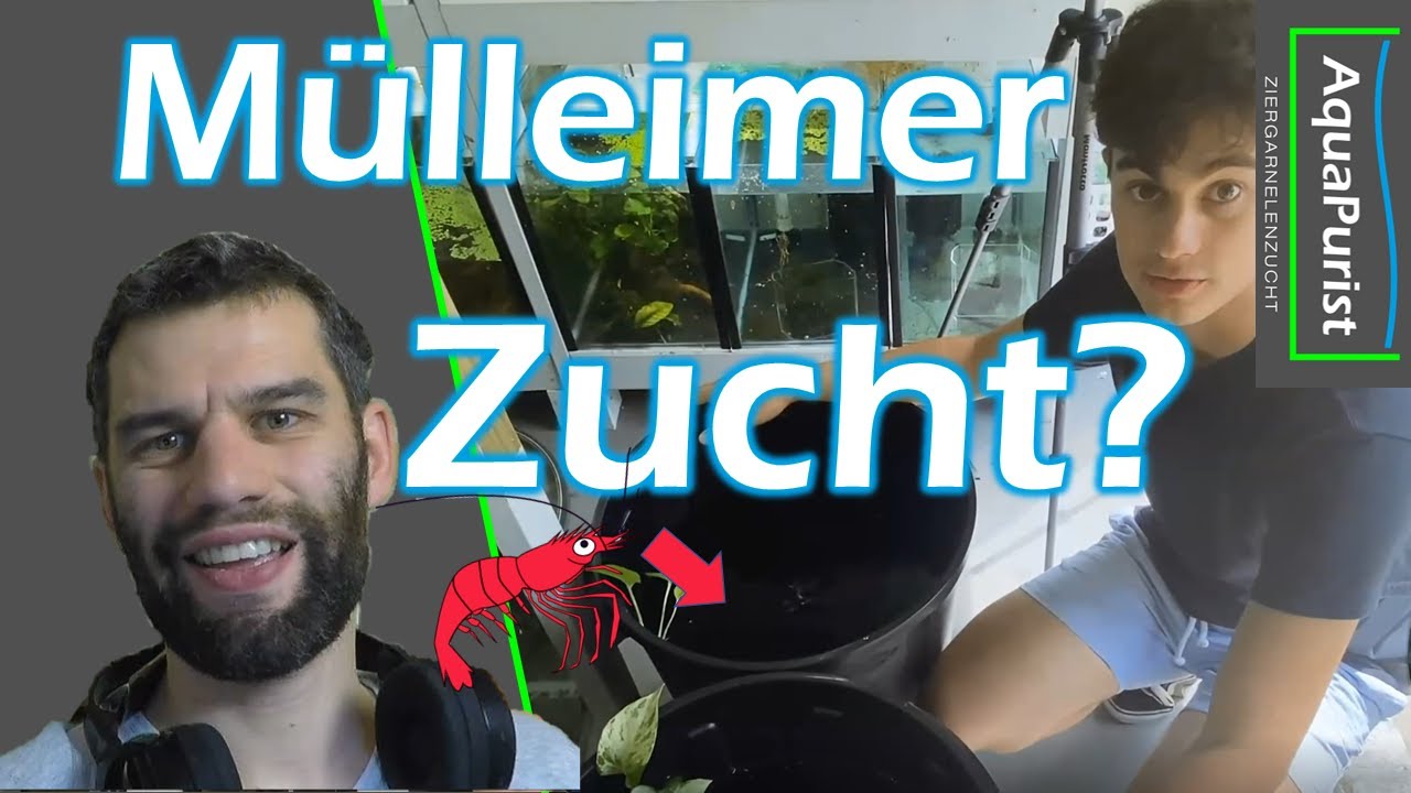 Zwerggarnelen in Mülltonnen züchten? Ohne Filter und Wasserwechsel??? - Reaktion
