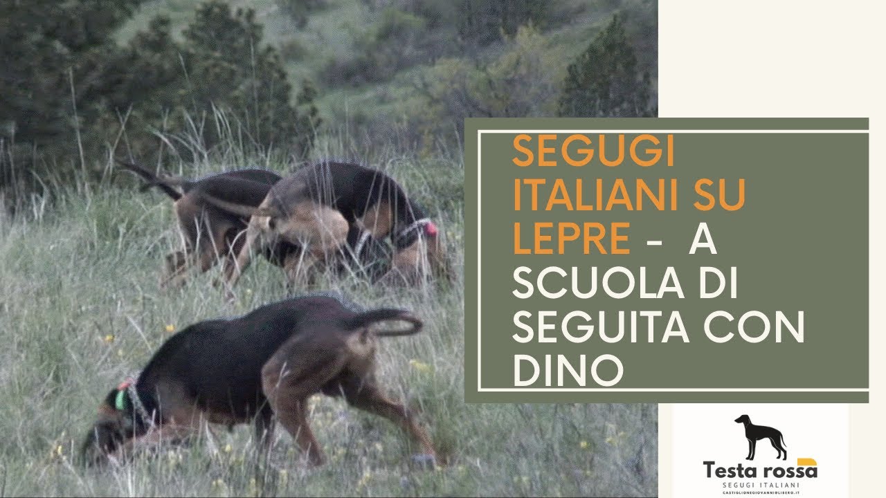 SEGUGI ITALIANI SU LEPRE (Ep. 43) - A Scuola di Seguita con Dino