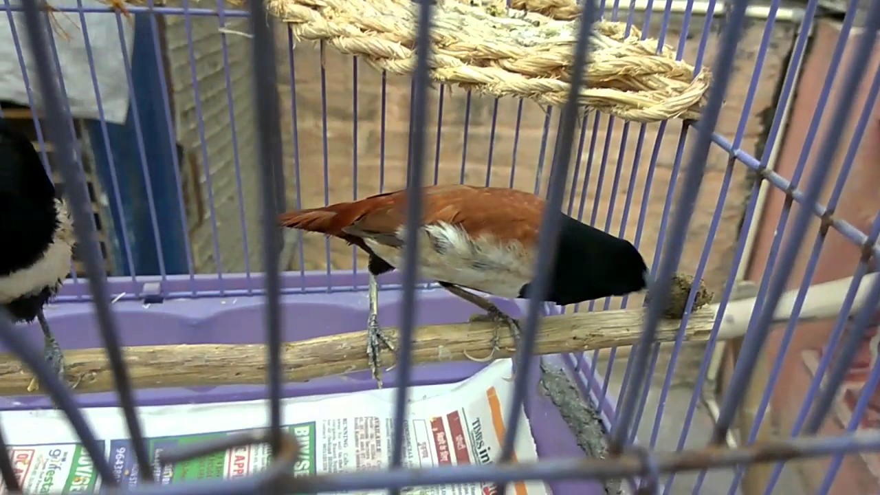 Tricolor munia Bird eating mud.... 🐦