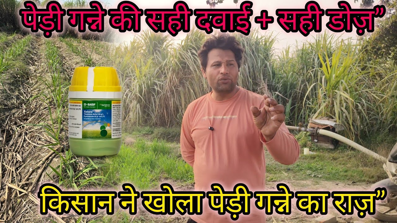 किसान ने पेड़ी गन्ने में कल्ले बढ़ाने की सही दवाई और मात्रा के बारे मे बताया 