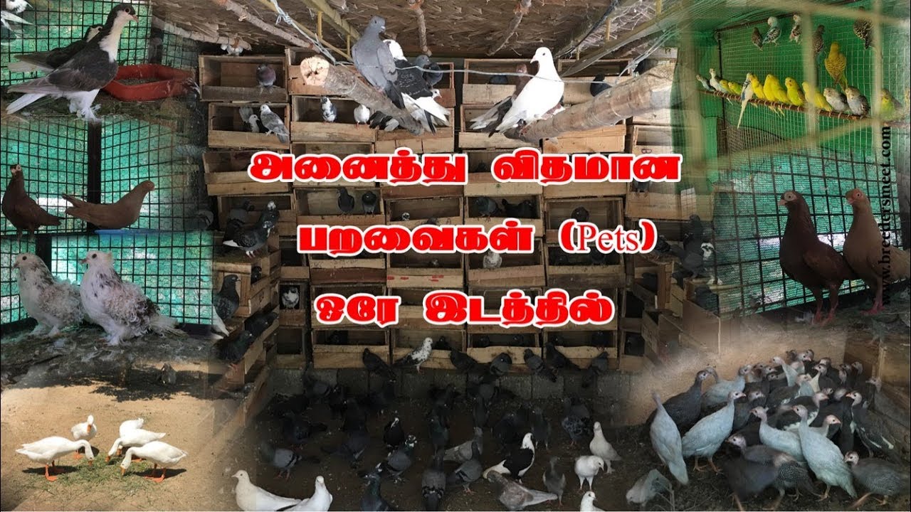 அனைத்து விதமான பறவைகள் |PETS| ஒரே இடத்தில்-8344557755,9080002066
