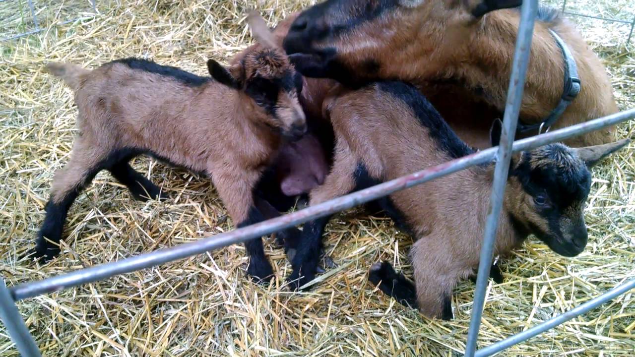 Our Newborn Oberhasli Goat Kids