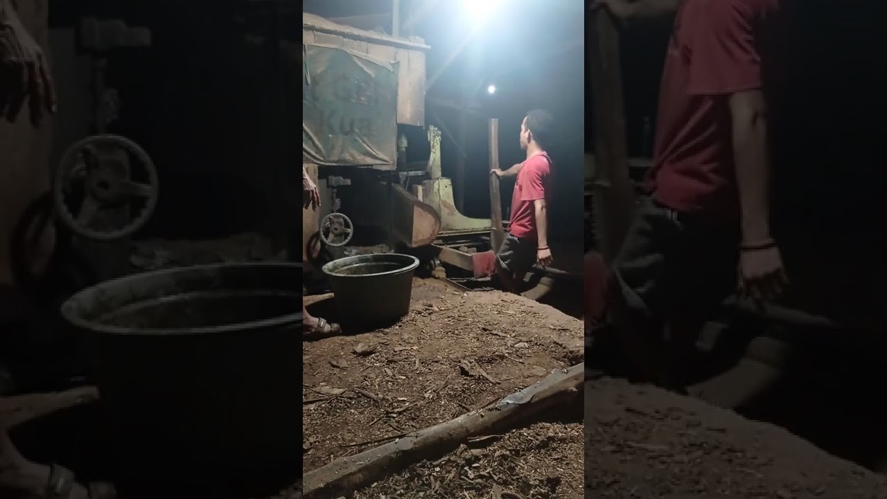 Jati merah super tua 