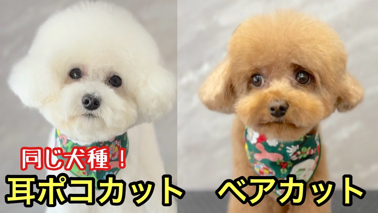 かわいいトイプードルのベアカットとミミポコカット✂️（あんこちゃん）（きなこちゃん）