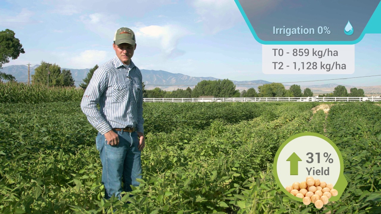 Cytozyme Soybean Irrigation Trial