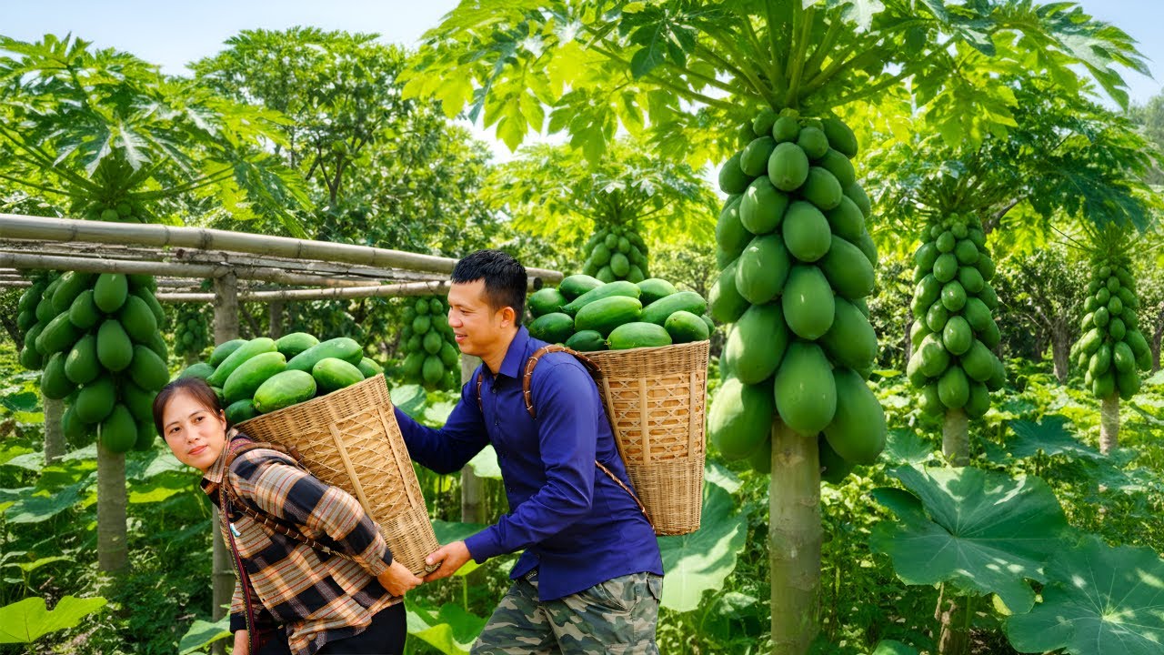 Harvesting mangoes and figs from the garden, we make unique and delicious dishes for the family