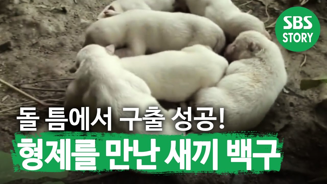 [SBS TV Animal Farm] Эпизод 520, 10 июля 2011 г._03