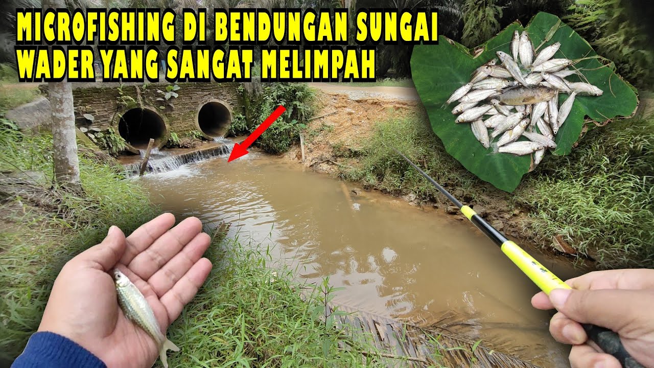🍃MICROFISHING DI BENDUNGAN SUNGAI WADER YANG SANGAT MELIMPAH RUAH‼️#microfhising #wader #mancing