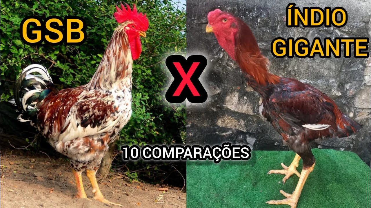 ÍNDIO GIGANTE VS GSB QUAL O MELHOR?
