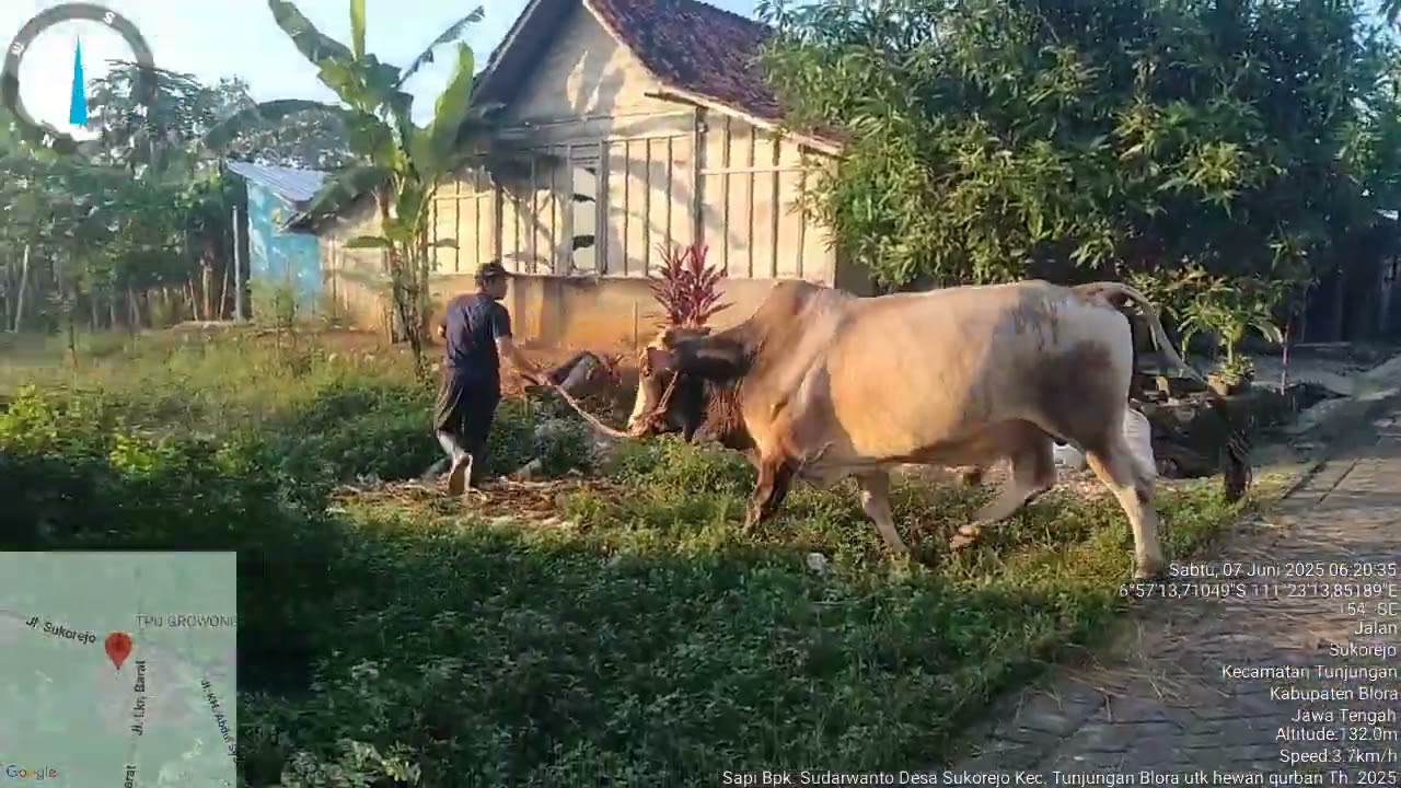 Sapi milik Pak Sudarwanto dari Desa Sukorejo Kecamatan Tunjungan Blora utk Hewan Qurban th. 2025.