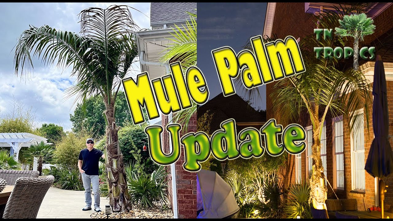 Famous 7A Mule Palm May 2024 Update