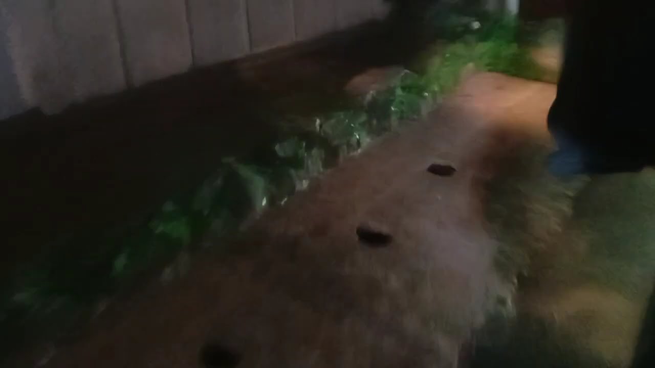 DJ VIRAL _TIKTOK _TERBARU 2026 TAMAN ALAM JIWA PENUH BUNGA GULALI DUNIA _ CINTA TAK BUTUH RUPA