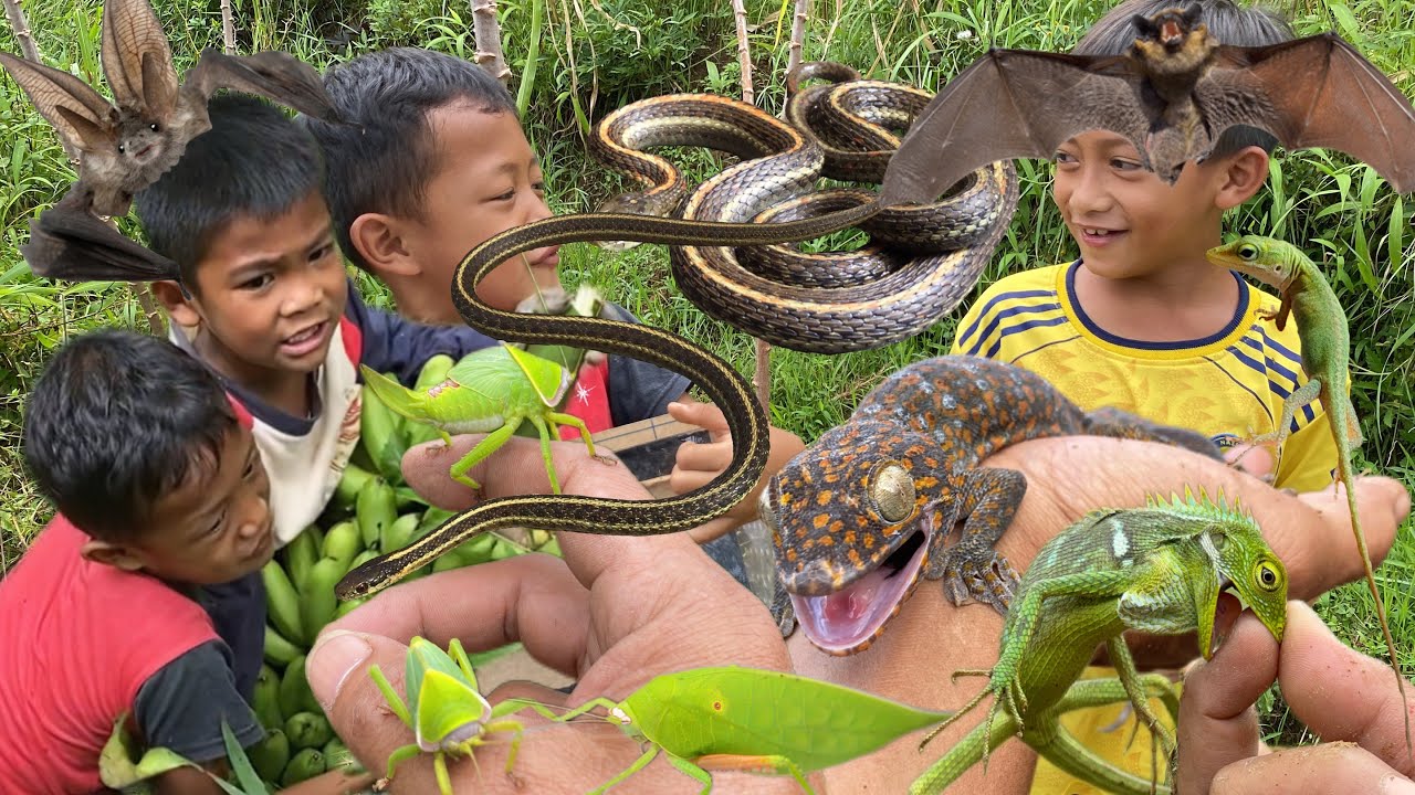 Hunting bats and catching reptiles with kids