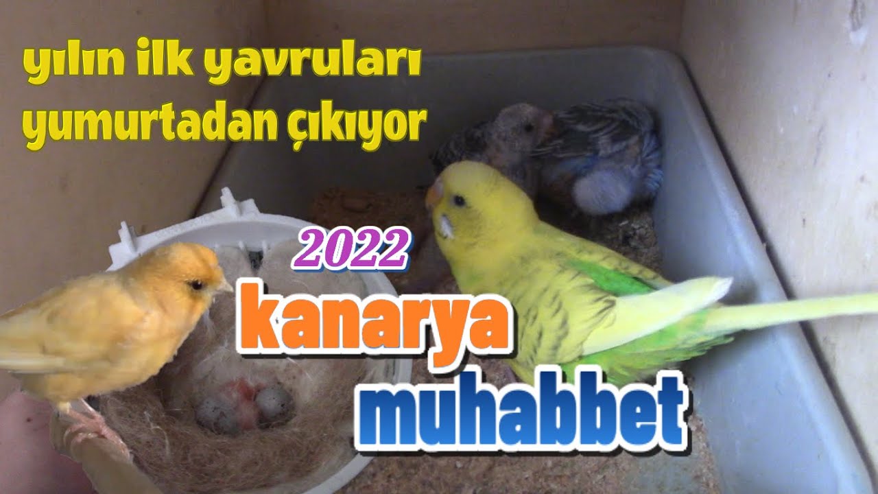 2022 İlk Yavrular Yumurtadan Çıkıyor | Muhabbet Kuşu Kanarya