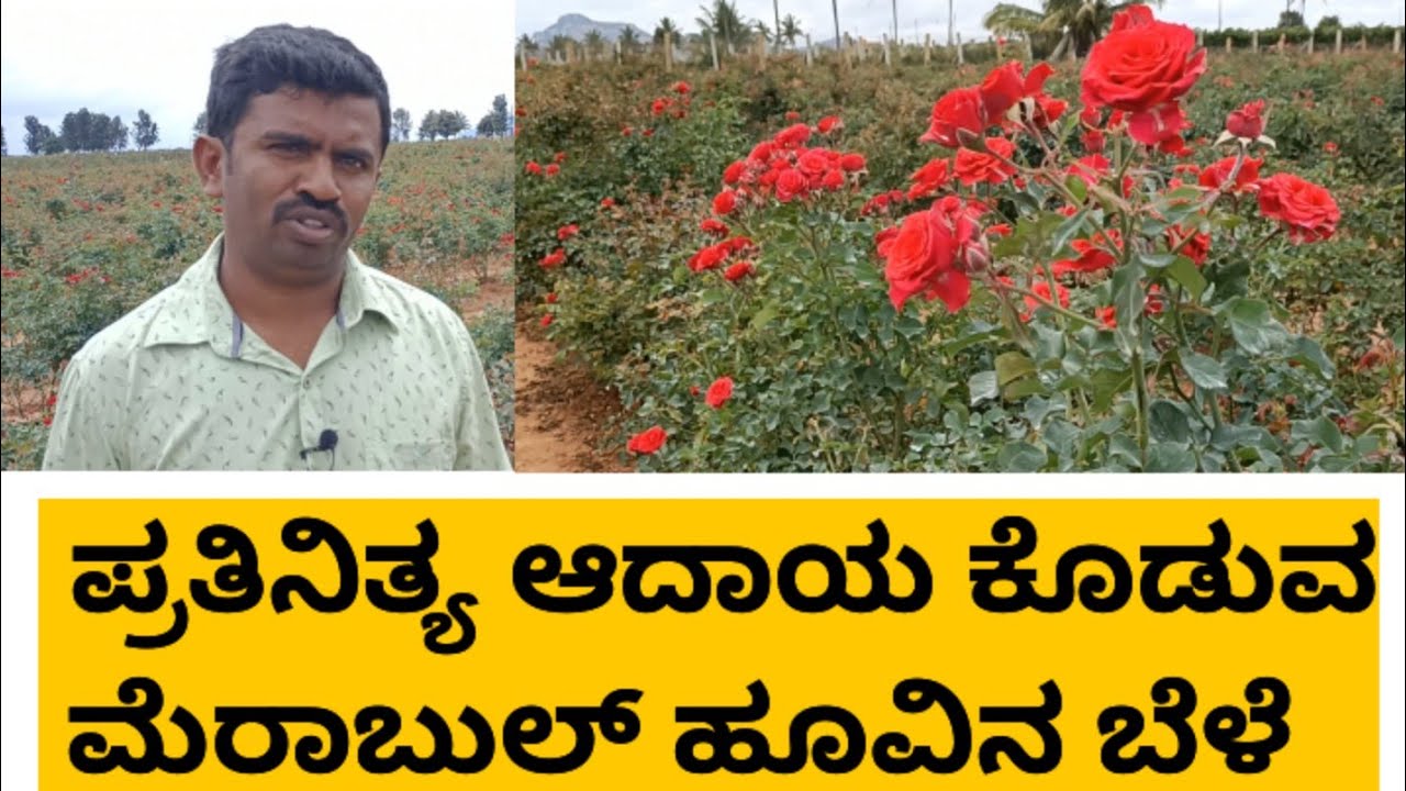 ನಾಟಿ ಮಾಡಿದ 60 ದಿನದಿಂದ 8 ವರ್ಷದ ವರೆಗೆ ನಿರಂತರ ಆದಾಯ ಕೊಡುವ ಮೆರಾಬುಲ್ ಹೂವಿನ ಬೆಳೆ | Merabull Rose Farming |