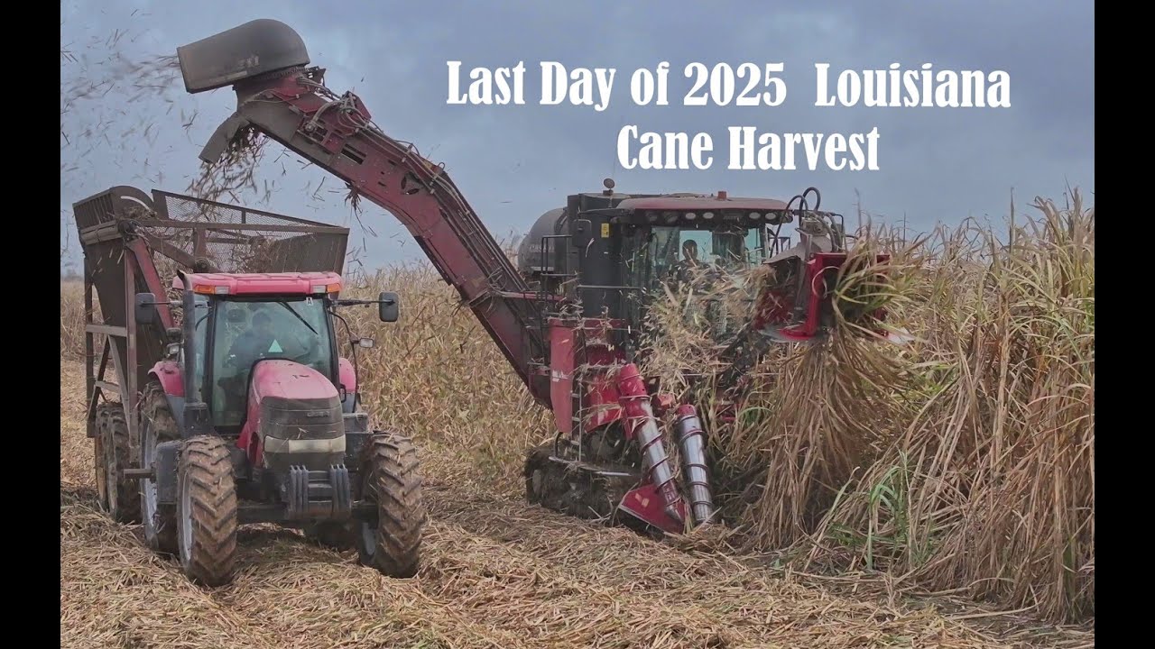 Wrapping Up 2025 Louisiana Sugarcane Harvest