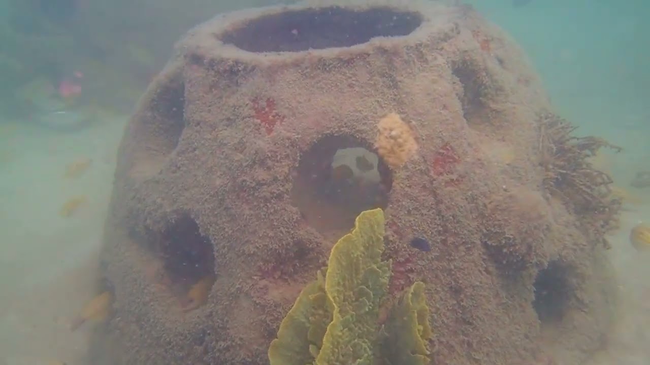 Papua New Guinea -Fish Reef after 7 years underwater