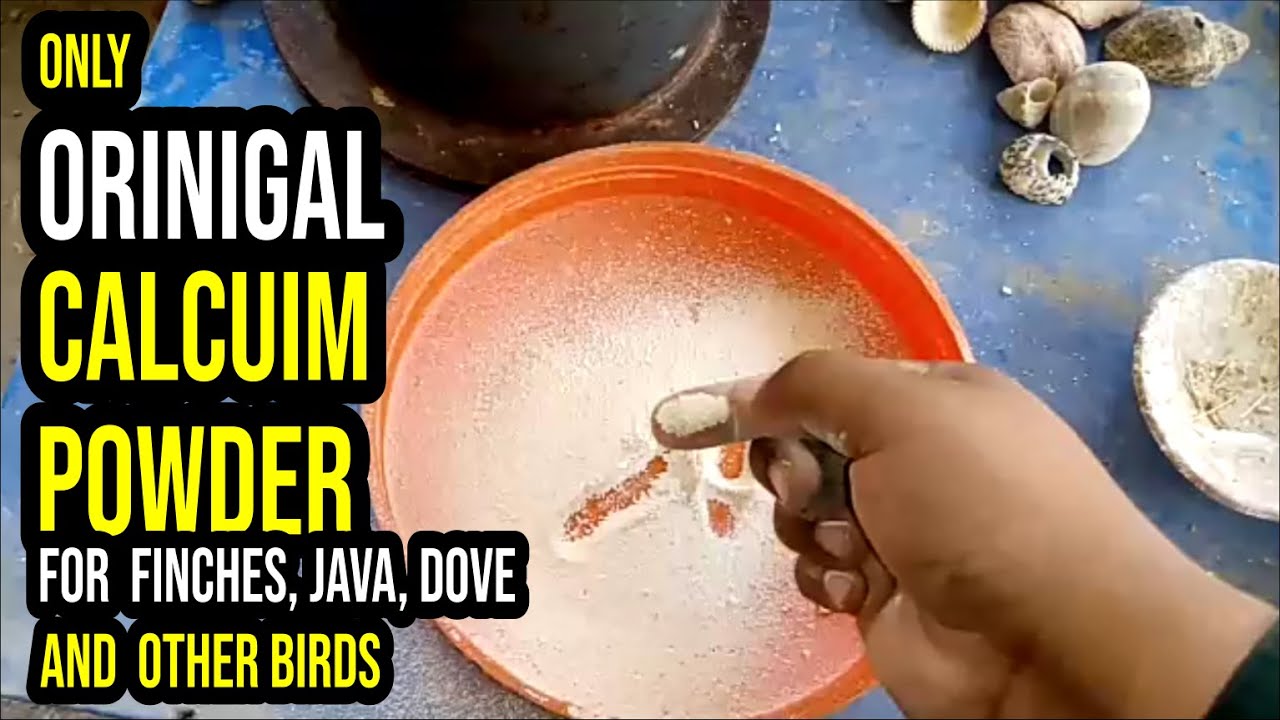 How to make original calcium powder at home for finches, Java, Dove, love birds | Zaheer birds