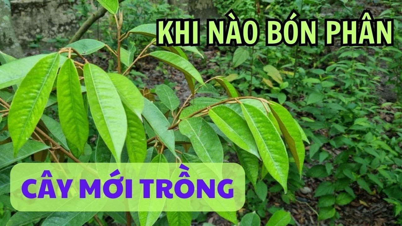 Kỹ thuật chăm sóc sầu riêng mới trồng | Khi nào bón phân hữu cơ cho cây